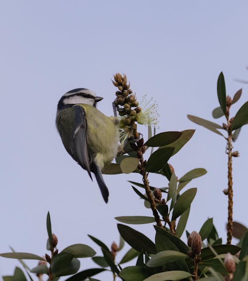 Blue Tit Eats Berries from Tree