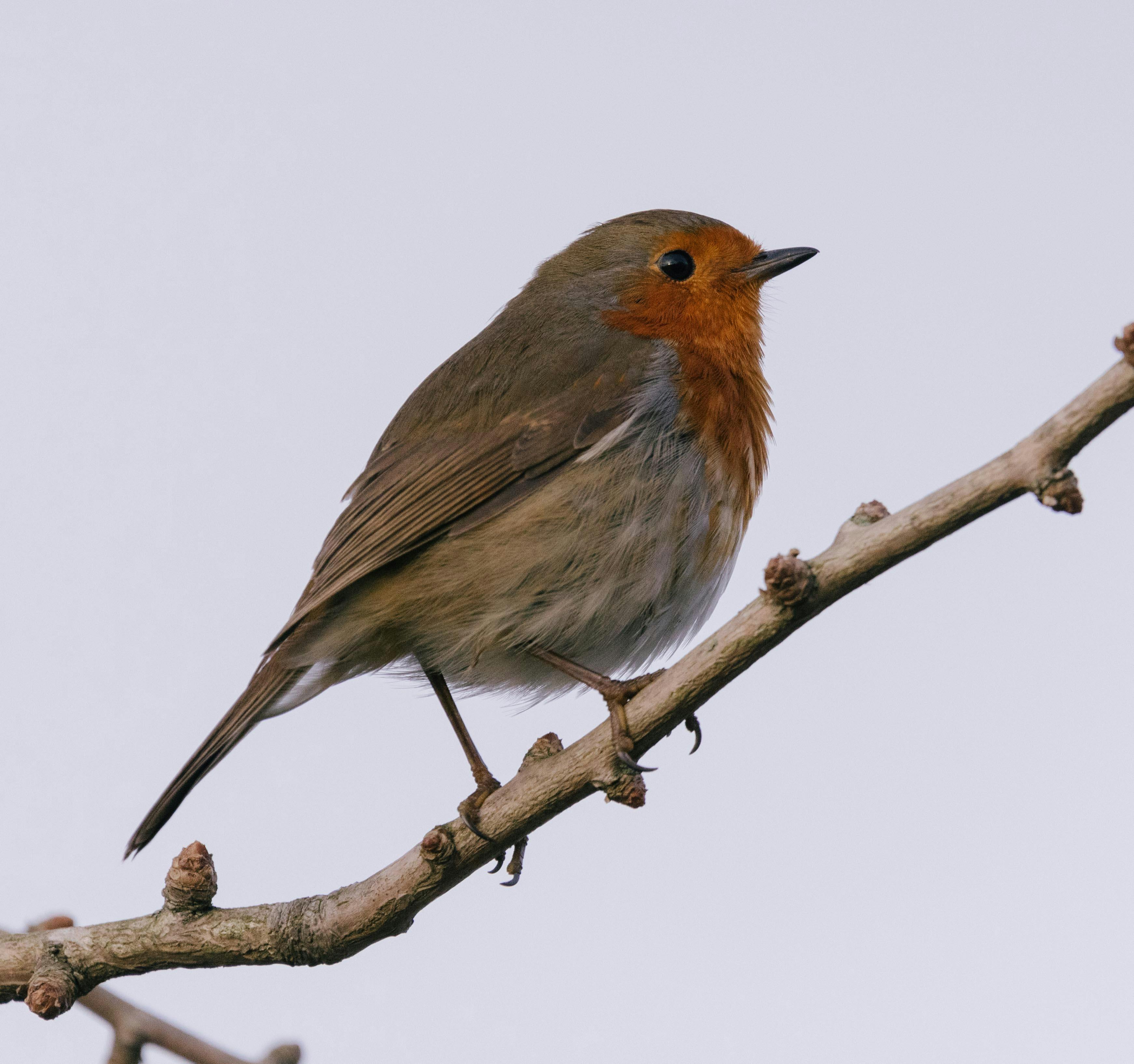 european robin on branch