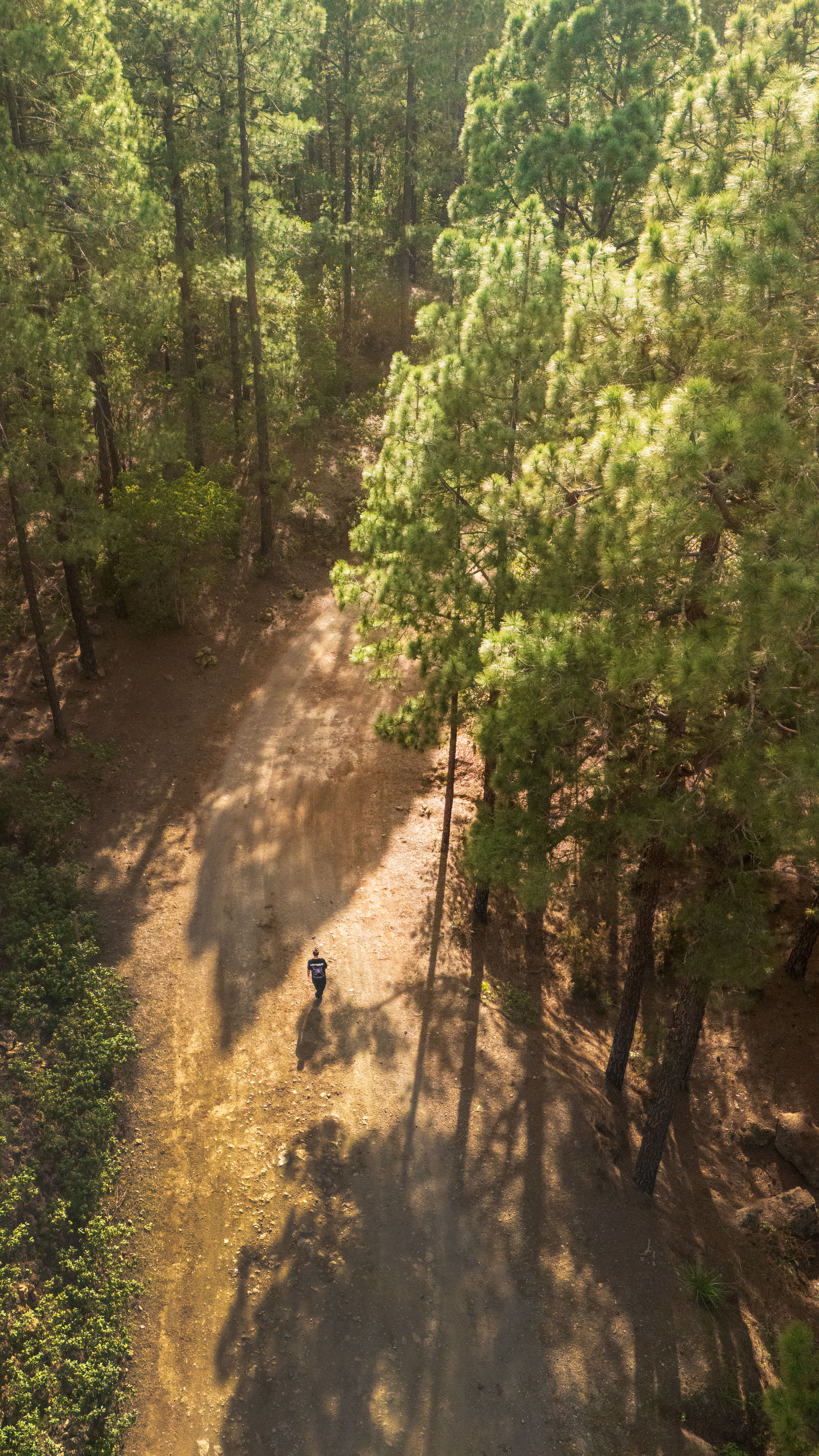 A scenic aerial shot of a person walking along a sunlit forest path surrounded by tall trees.