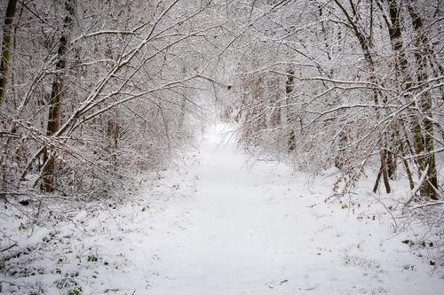 Free Serene winter landscape with a snowy path through a tranquil forest, showcasing nature's calm beauty. Stock Photo
