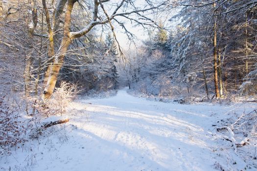 A tranquil snow-covered path meandering through a winter forest, with sunlight filtering through the trees.
