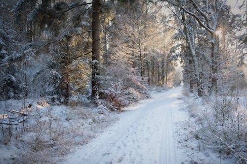 Snow on Trees and Dirt Road in Forest in Winter