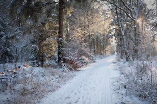 Free A tranquil forest path covered in snow, surrounded by towering trees on a winter day. Stock Photo