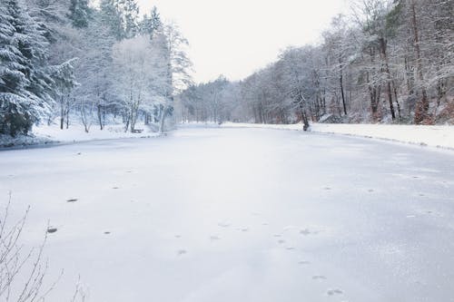 ağaçlar, buz tutmuş, don içeren Ücretsiz stok fotoğraf