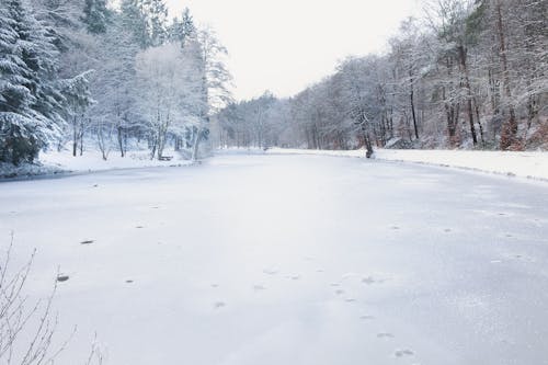 Frozen Lake in a Coniferous Forest 