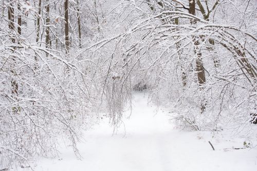 Free Serene winter landscape with snow-laden trees arching over a forest path. Stock Photo