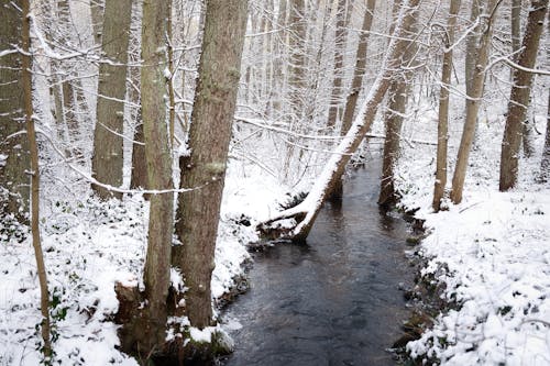 Foto profissional grátis de árvores, com frio, congelado