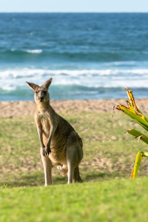 Kangaroo on Grass by Sea
