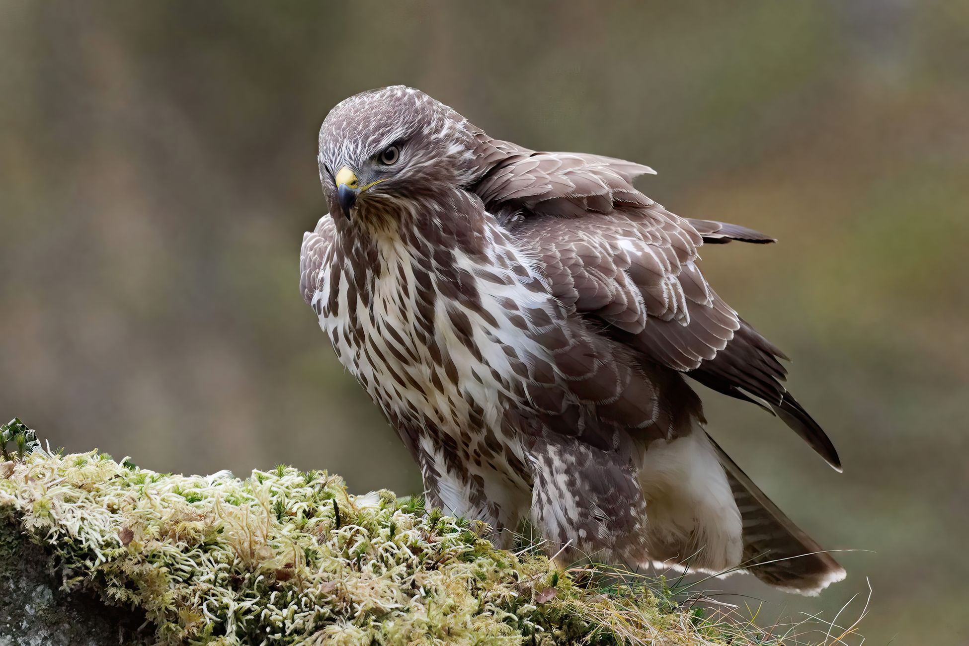 Gemeente Renkum waarschuwt voor agressieve buizerds in bos