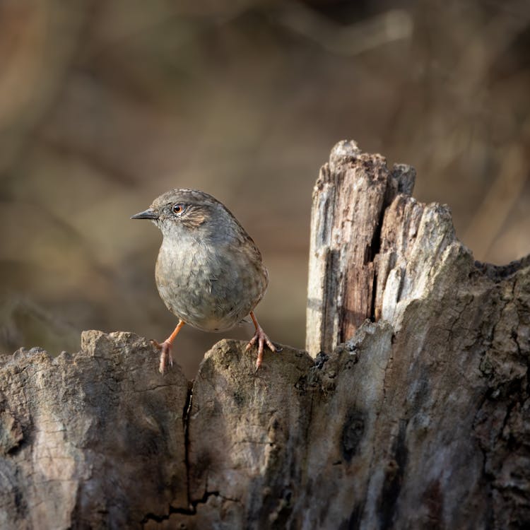 Small Dunnock Bird