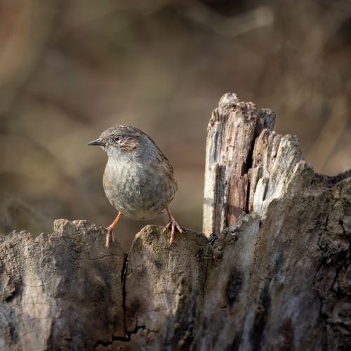 Free Detailed shot of a dunnock perched on a stump in a natural setting. Stock Photo