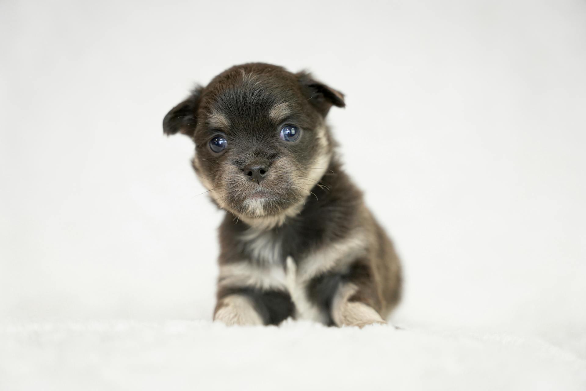 Photo of a Chihuahua Puppy against White Background