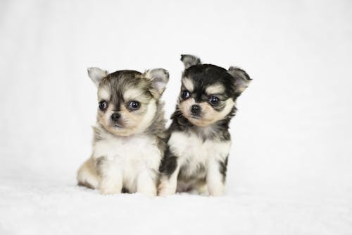 Frères Et Sœurs Mignons De Chiot Chihuahua 