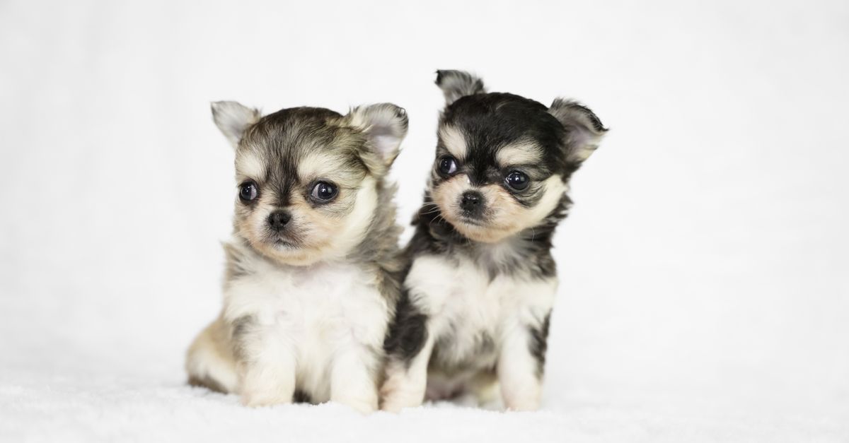 Two Little Puppies Sitting Together Two Little Puppies Sitting Together / Two Little Puppies Sitting Together
Photo by Clarissa Roley on Pexels