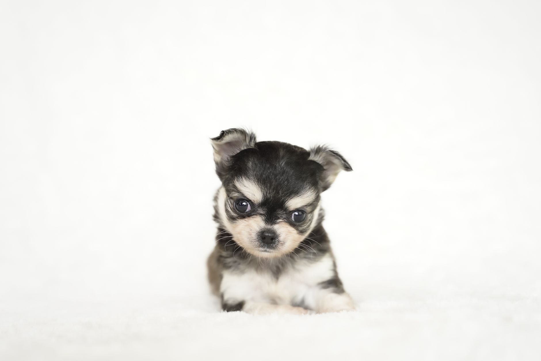 A cute Chihuahua puppy photographed on a white background, showcasing its small and adorable features.