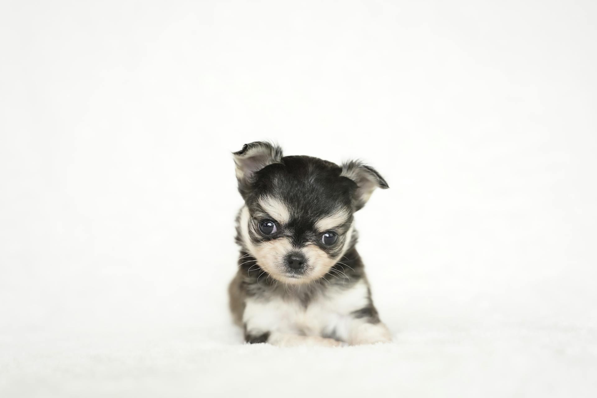 Photo d'un chiot Chihuahua sur fond blanc