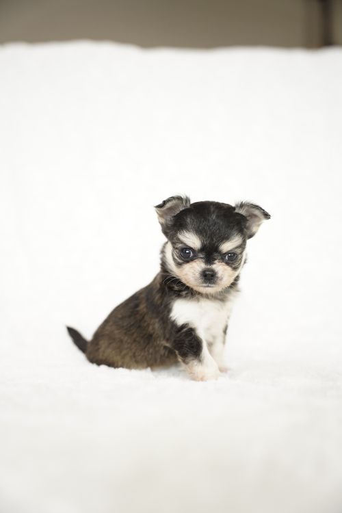 Free Charming Chihuahua puppy sitting in a minimalist studio. Perfect for pet enthusiasts. Stock Photo