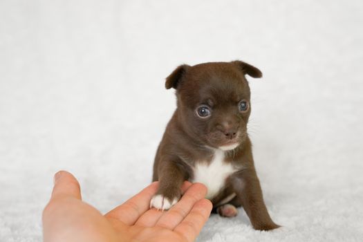 Cute Chihuahua puppy with paws on hand in a studio setting on a white background.