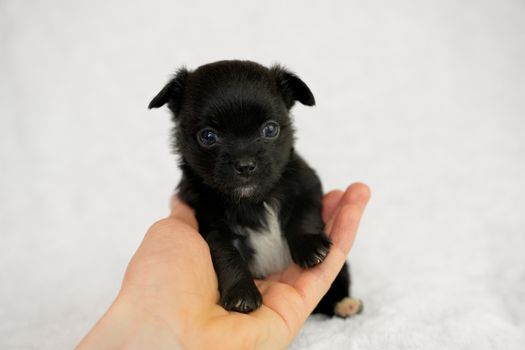 Cute black chihuahua puppy perched adorably on a palm against a white background.