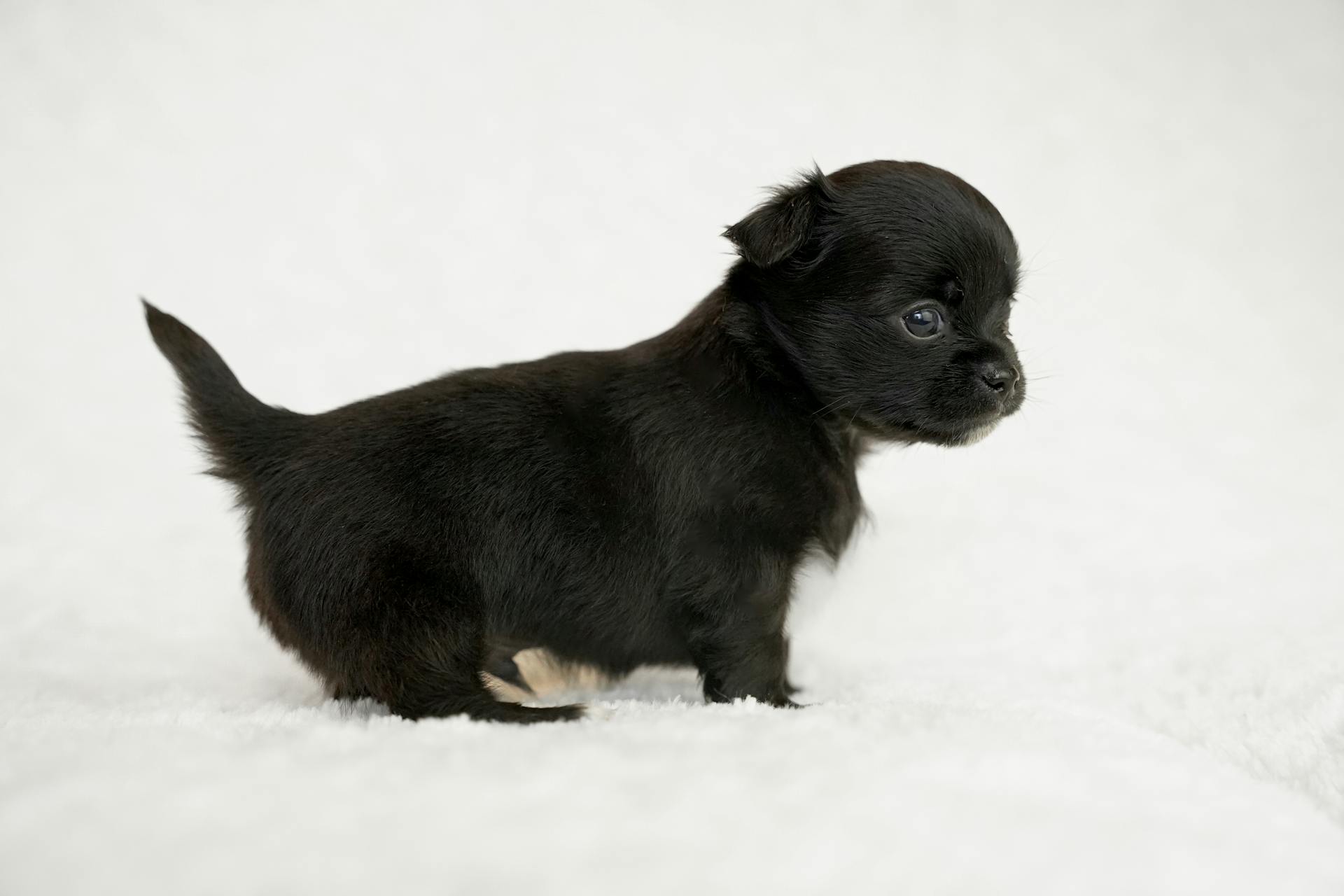 Un chiot dans la neige en hiver