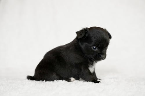 Photo of a Chihuahua Puppy against White Background 