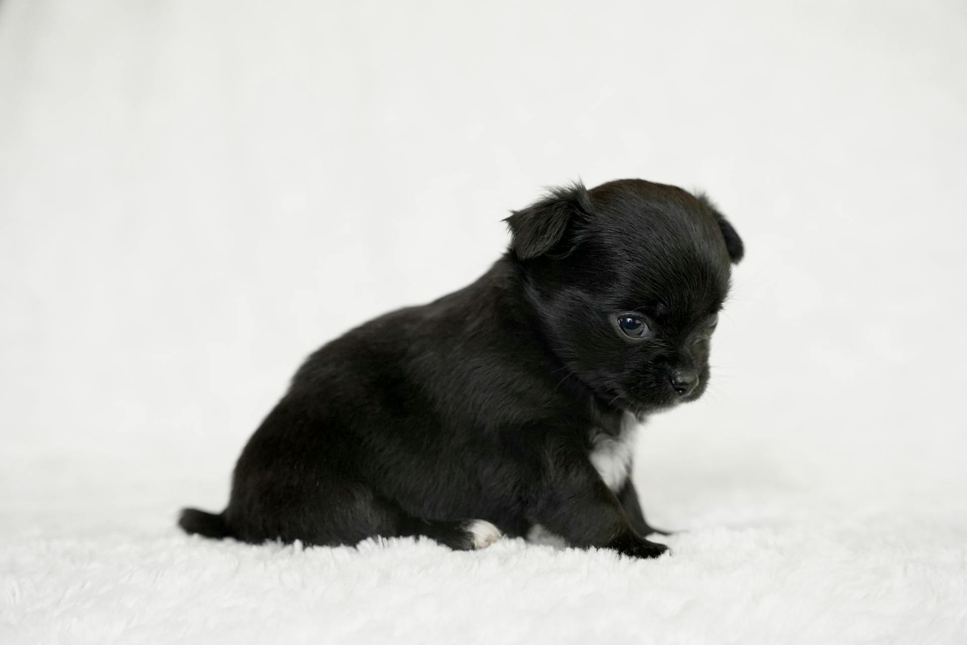 Photo d'un chiot Chihuahua sur fond blanc