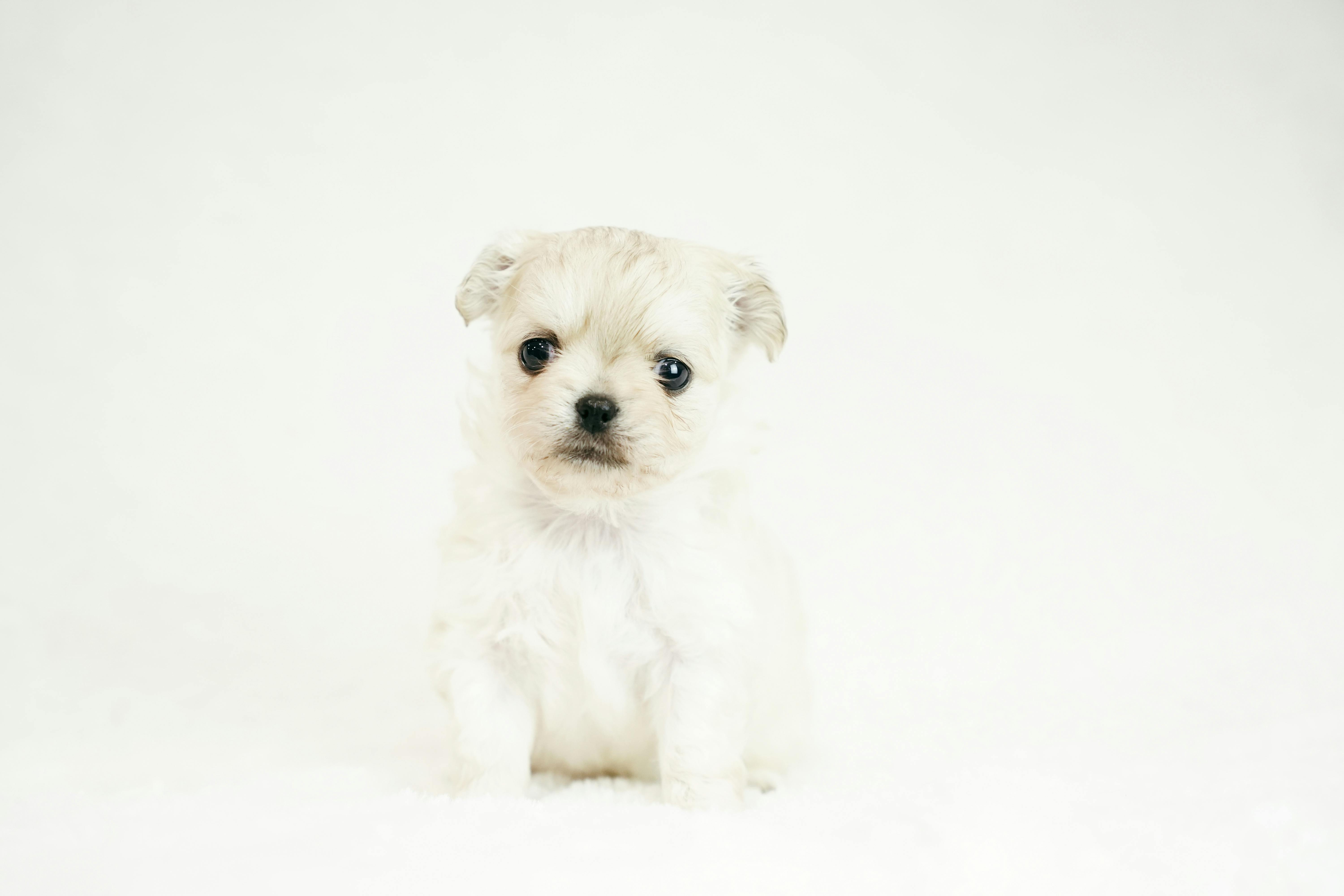 Photo of a Puppy with White Fur