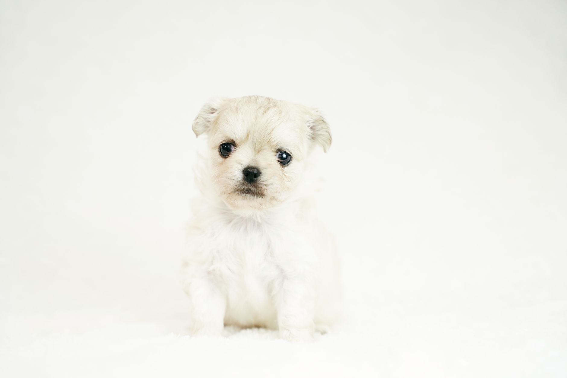 Cute white puppy sitting on a plain white background in a studio setting.