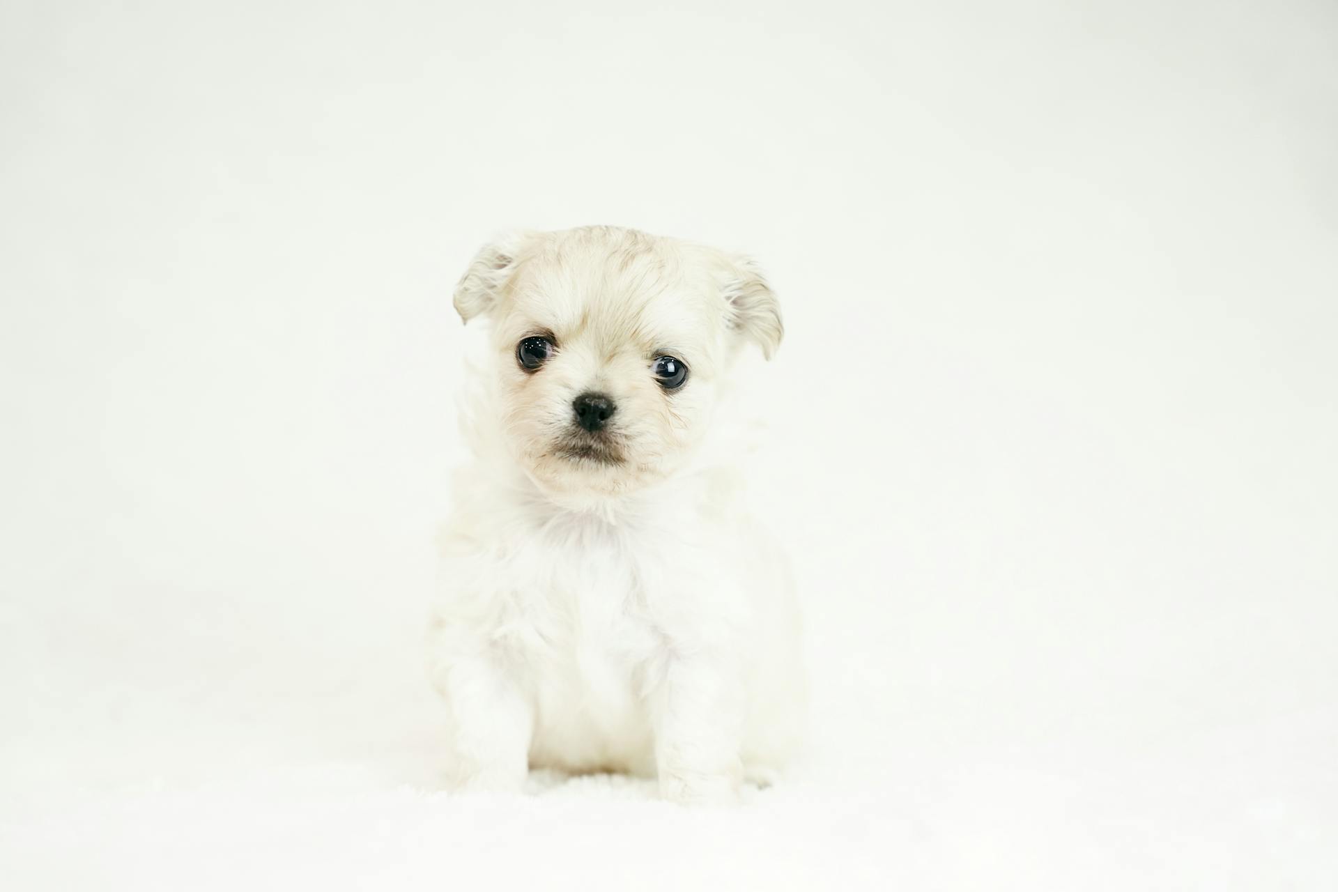 Photo of a Puppy with White Fur