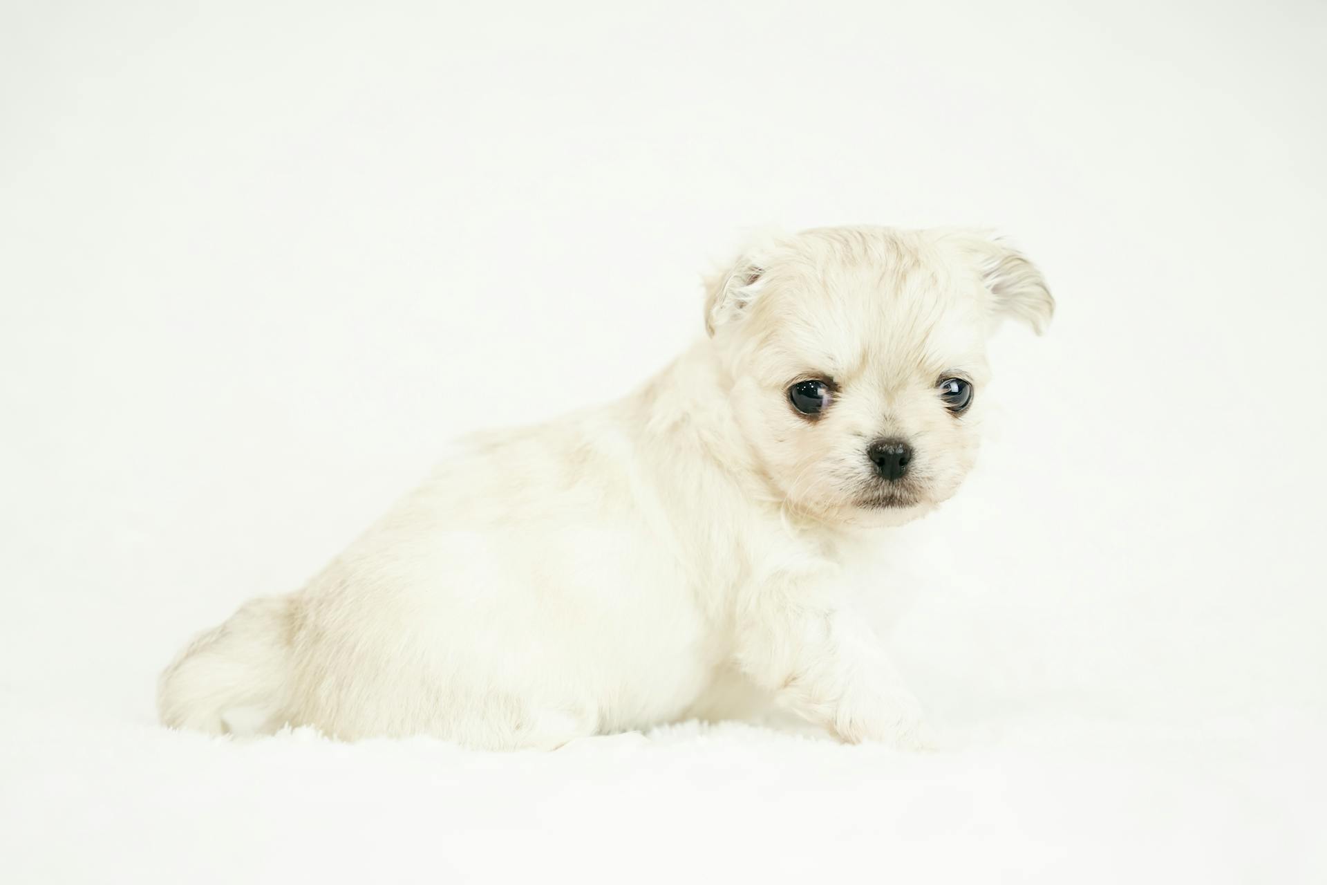 White Puppy Dog