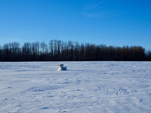 Free stock photo of bijon, blue sky, snow