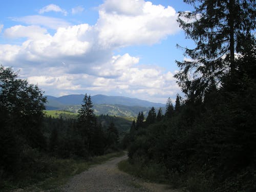View of a Trail between Trees with View of Mountains in Distance