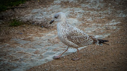 Close-up of a Seagull Walking on the Ground 