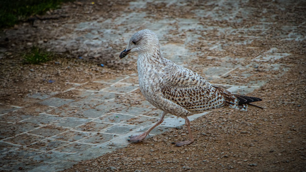 Close-up of a Seagull Walking on the Ground 