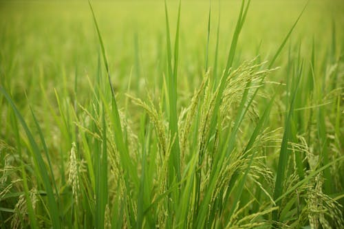Foto profissional grátis de área, arroz, aumento