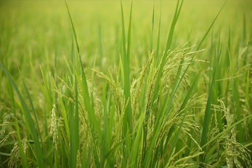 rice field