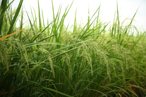 rice field