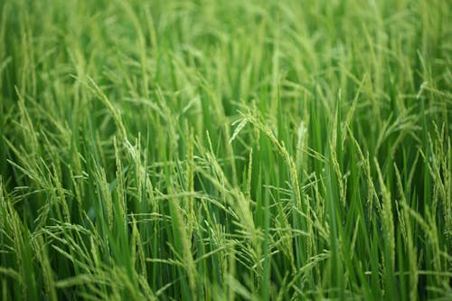 green rice field 