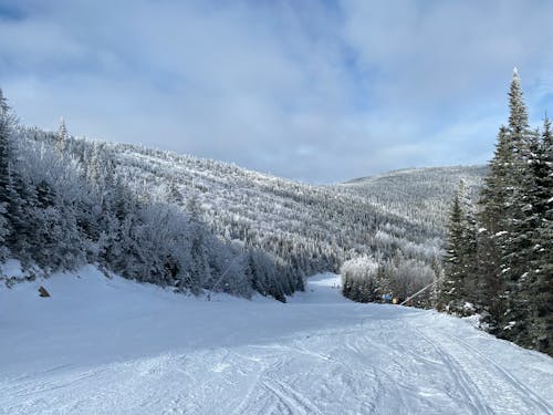 Scenic View of Mountains Covered in Trees in Winter 