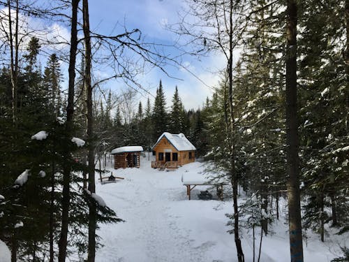 View of a Wooden Cabin in a Snowy Forest