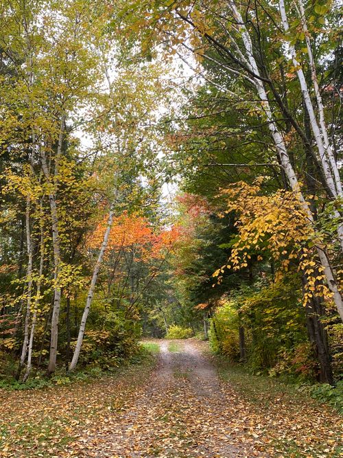 Free Scenic autumn forest pathway with vibrant foliage in La Tuque, Quebec, Canada. Stock Photo