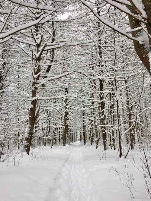 View of a Footpath between Trees in a Forest in Winter 