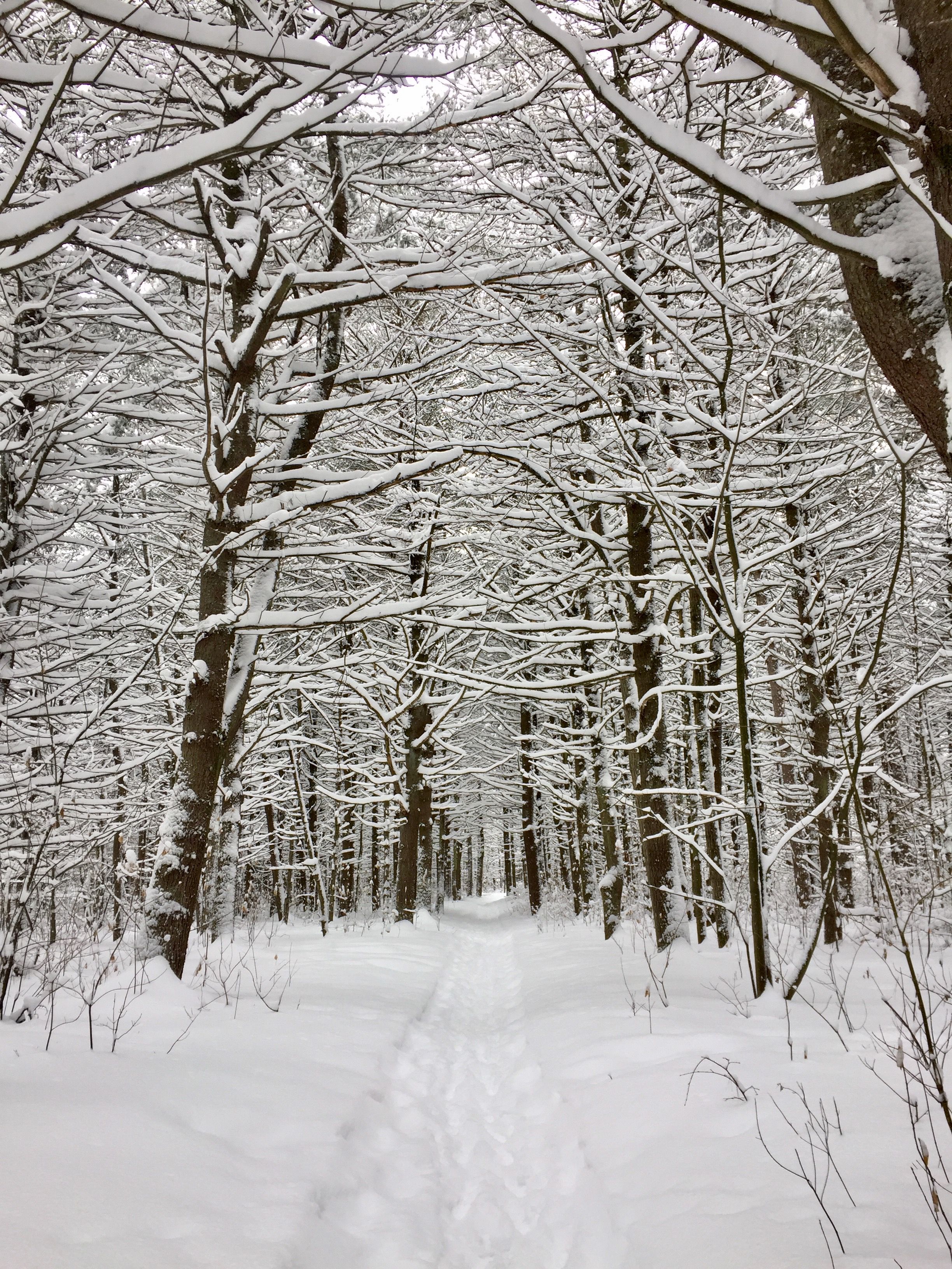 Snowy path · Free Stock Photo