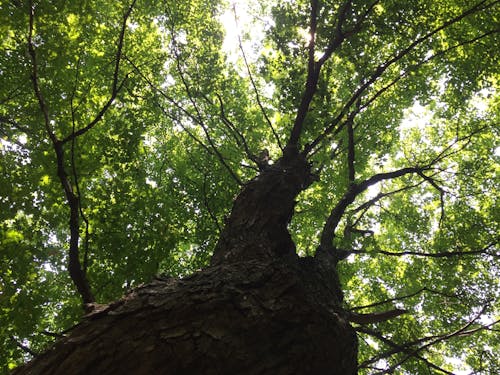 Δωρεάν στοκ φωτογραφιών με δασικός, δέντρο, καλοκαίρι