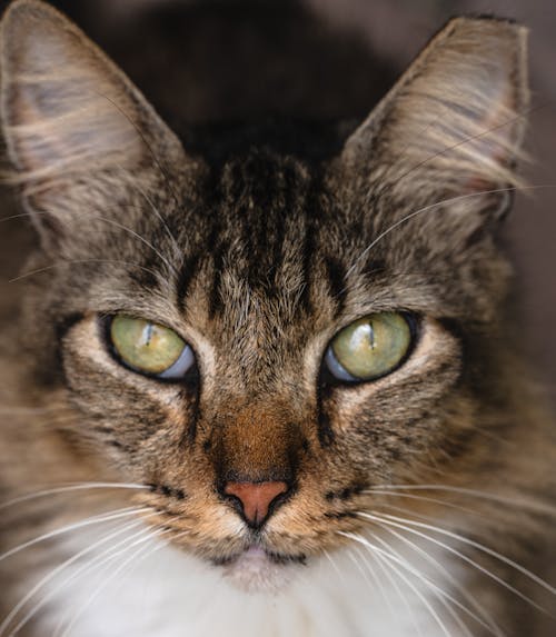 Portrait of a Striped Cat with White Whiskers