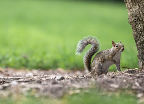 Photo of a Squirrel under a Tree, against the Green Grass