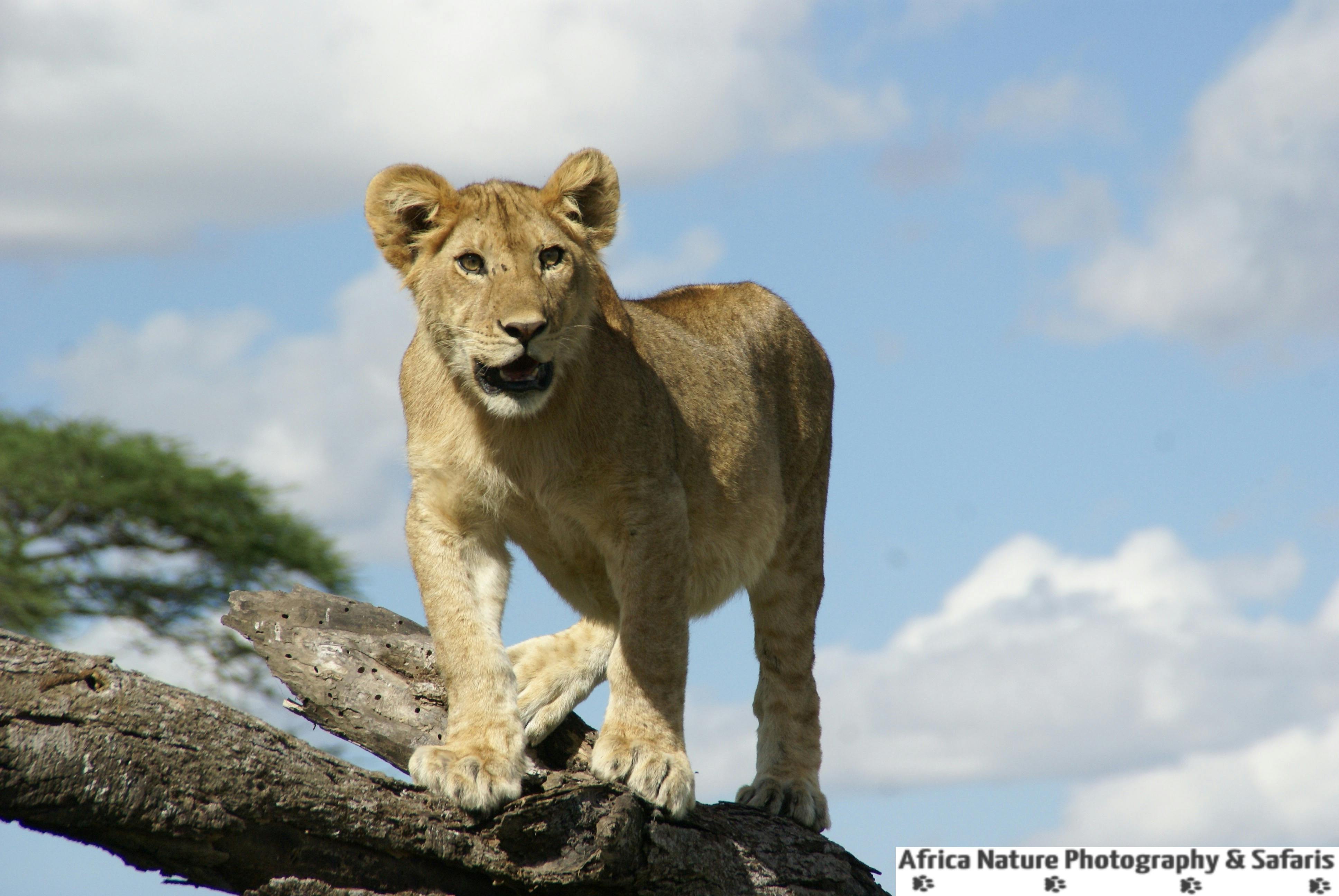 Free stock photo of serengeti, serengeti cats, serengeti plains