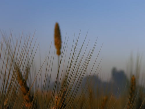 Free stock photo of blade of grass, farm, farm produce