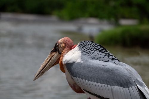 Free Close-up of a majestic greater adjutant by a lake in Bangkok, Thailand. Stock Photo