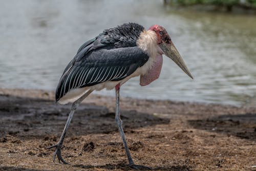 Marabou Stork on Lakeside